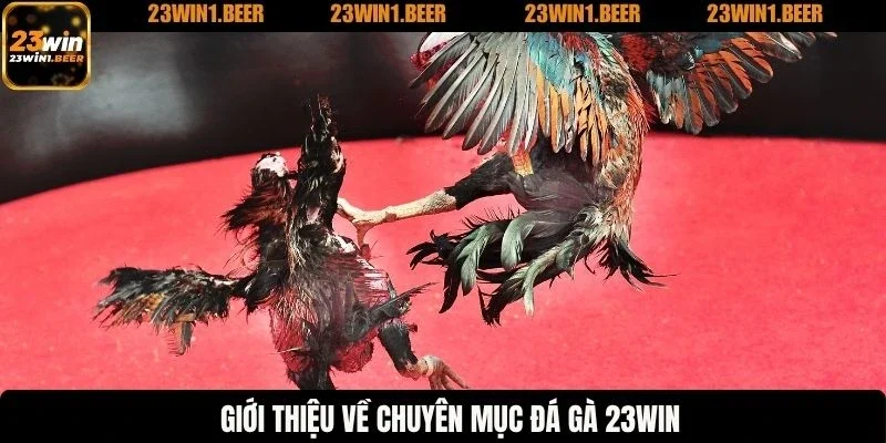 Giới thiệu về chuyên mục đá gà 23win