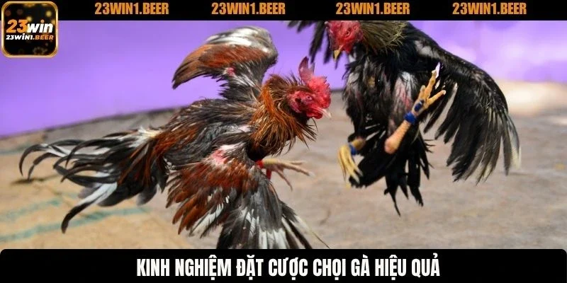 Kinh nghiệm đặt cược chọi gà hiệu quả